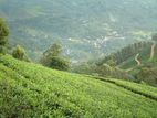 Hatton : 445 acres Well running Tea Estate for sale with the Factory