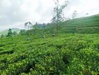 HATTON TEA LAND FOR SALE D