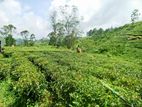 Hatton Watawala Tea Land Blocks D