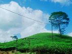 Hatton Watawala Tea Land for Sale D