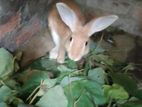 Havana rabbits