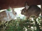 Rabbit