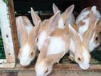 Rabbits