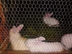 Rabbits