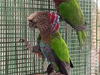 Hawk Headed Parrot
