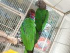 Hawk-headed parrots
