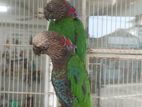 Hawk-Headed Parrot
