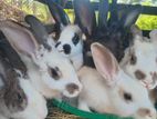 Rabbits