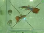Red Tail Guppy