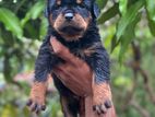Rottweiler Puppy