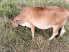 Health Farm Cow
