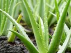 Aloe Vera Plants