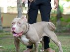 Healthy American Bully Dog for Crossbreeding