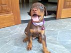 Doberman Puppies