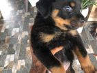 Rottweiler Puppies
