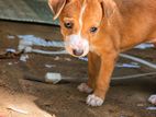 Puppy for Kind Home