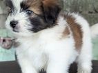 Shitzu Puppies