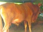 Cow