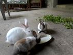 Bunnies (හා පැටවුන්)