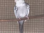 Cockatiel Birds