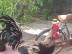 Country Chicken