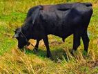Healthy Cow