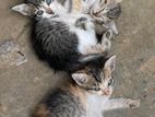 Kittens for Kind Home