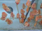Discus Fish