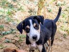 Dog for Kind Home