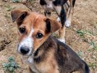 Dog for Kind Home