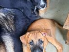 Dog Puppy for Kind Home