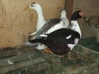 Ducks