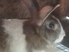 Dutch Mixed Rabbit