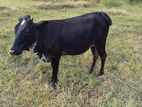 Healthy Farm Cow