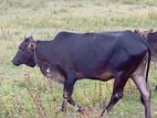 Healthy Farm Cow