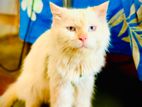Persian Cat