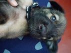 Healthy German Shepherd Mix Puppy