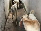 Farm Goat