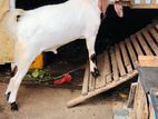 Male Goat