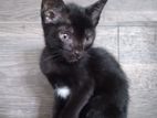 Cat for Kind home