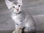 Healthy Homes Kittens For Adoption