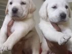 Healthy Labrador Puppies