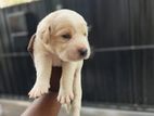 Labrador Puppies