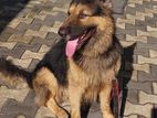 Healthy Long Coat GSD Male for Crossing