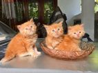 Healthy Persian Kittens