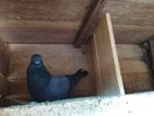 Healthy Pigeons