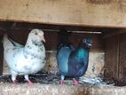 Pigeons