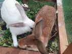 Rabbits