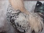 Farm Chickens