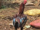 Healthy Rooster
